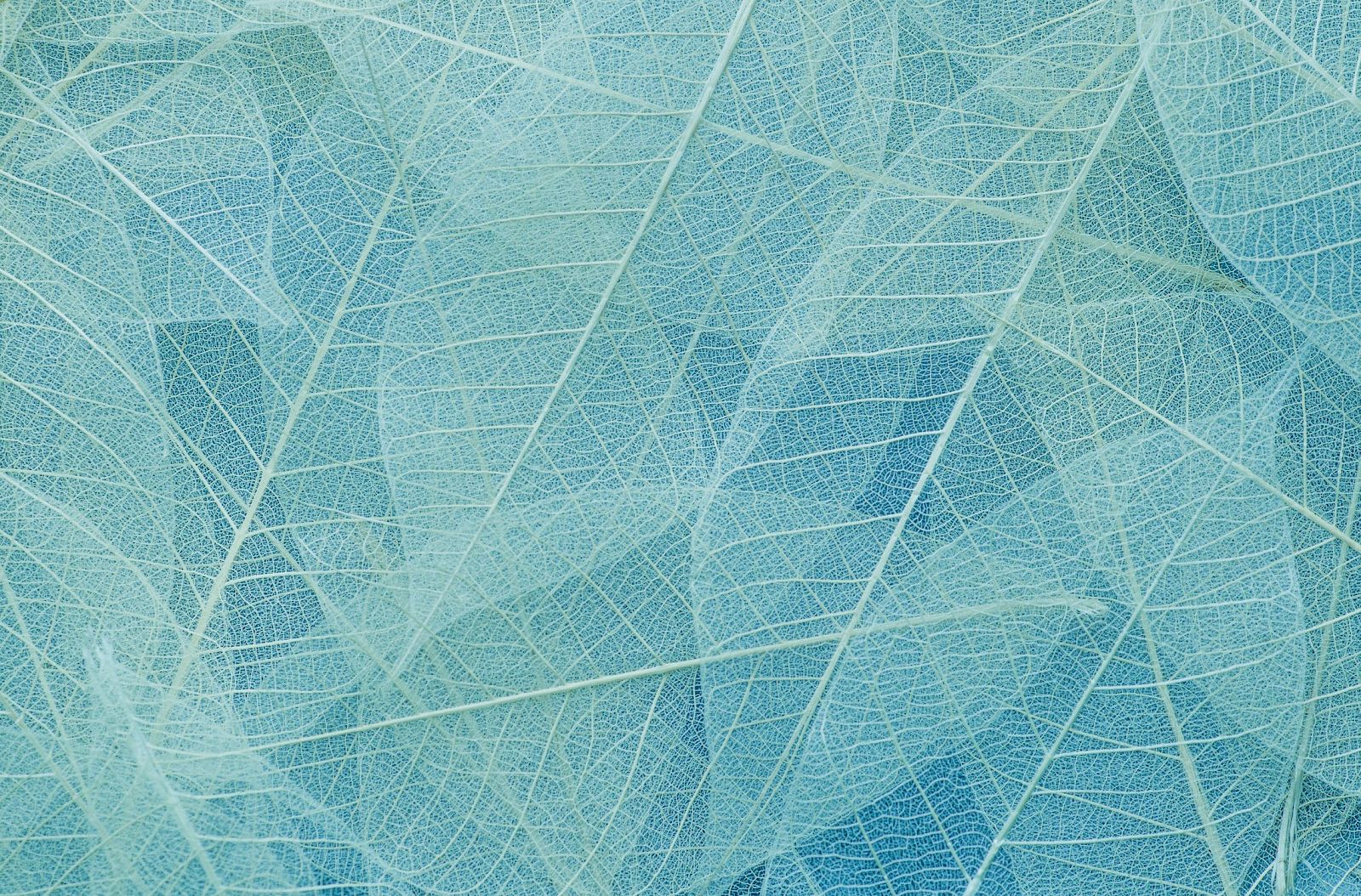 The image shows a close-up of delicate, translucent leaves with intricate vein patterns in shades of blue and green, creating a textured overlay.